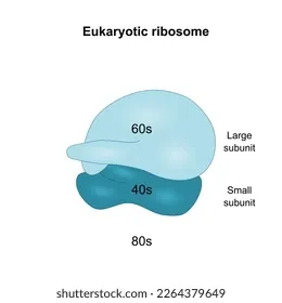 Ribosome structure